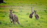 Australien: Kangaroo