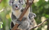 Australien: Koala