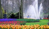 Holland: Tulpenblüte