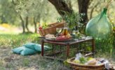 Toskana - Olivenernte